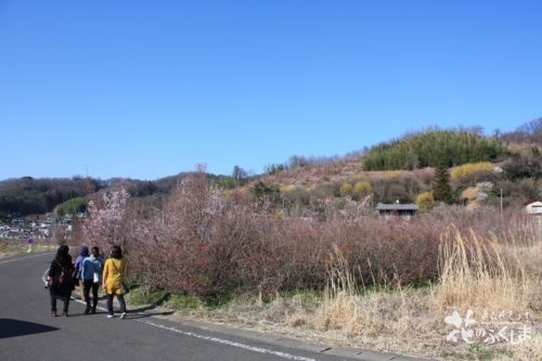 福島県福島市 花見山公園の情報 2020年3月19日
