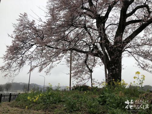 福島県二本松市 万燈桜 2020年4月1日 下り線から