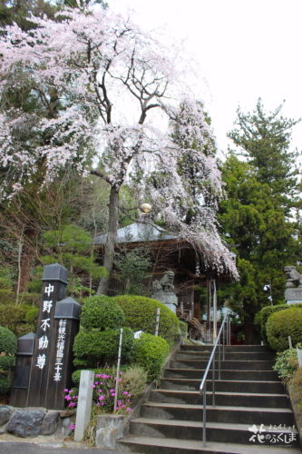 福島県福島市 中野不動尊の枝垂れ桜 2020年4月1日